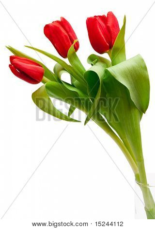 아름 다운 붉은 튤립 꽃다발