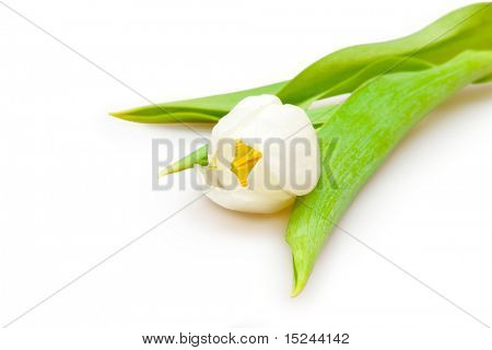 흰색 절연 한 화이트 튤립