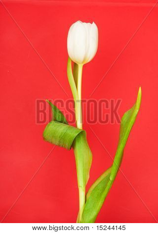 레드에 대 한 화이트 튤립
