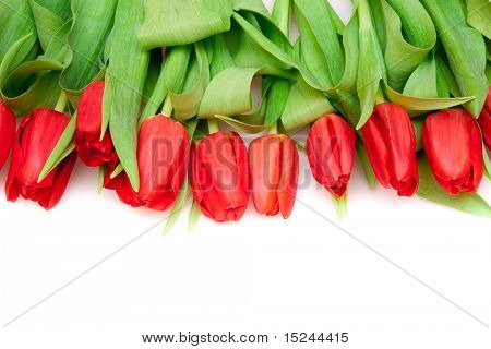 화이트에 아름 다운 빨간 튤립