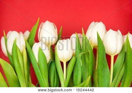 아름 다운 흰 튤립 레드