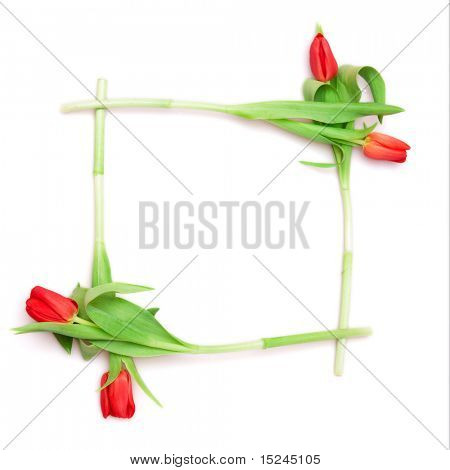 흰색, 프레임에 빨간 튤립