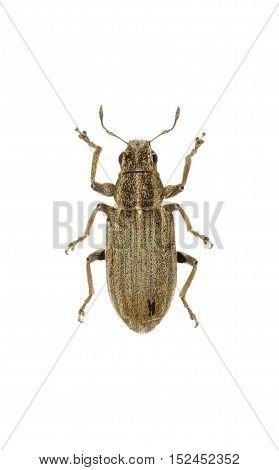 Pea Leaf Weevil on white Background - Sitona lineatus (Linnaeus 1758)