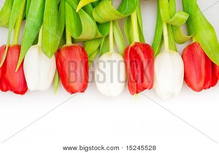 아름 다운 붉은 색과 흰색 튤립