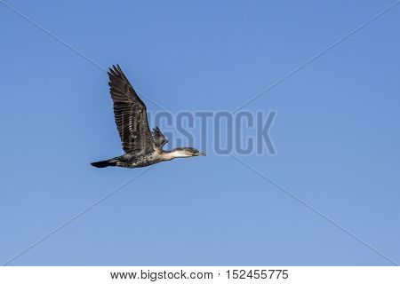 White-breasted Cormorant