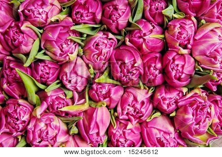 krásné růžové dvojí tulipány, pozadí,