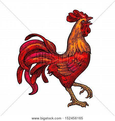 Red fiery rooster. Hand drawn in a graphic style. Vintage color black vector engraving illustration for poster web. Isolated on white background