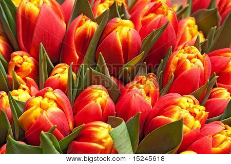 krásné červené tulipány, velké kytice