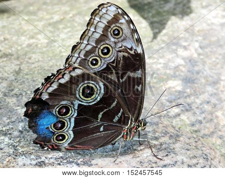Niagara Falls Canada - July 162016: Common Morpho in garden.