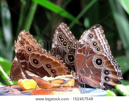 Niagara Falls Canada - July 162016: Common Morpho butterflies in garden.