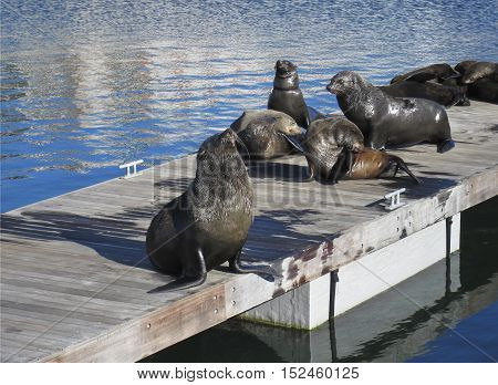 Wild african seals in Capetown at Victoria and Alfred Waterfront