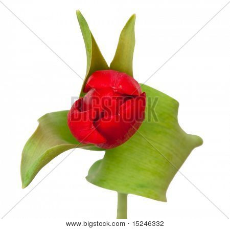 흰색 절연 한 빨간 튤립