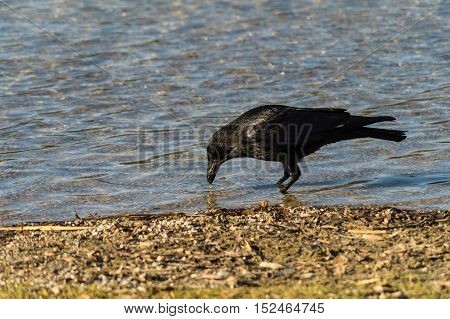 Close up of a black raven. Black bird