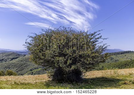 Tree - Monti della Laga (Aquila) - Italy