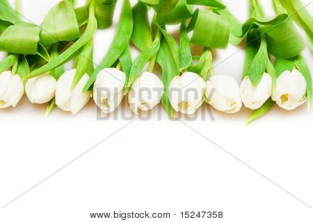 흰색 아름 다운 화이트 튤립