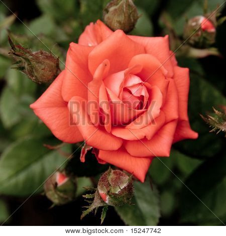 schöne rosa rose, Sonn, Natur