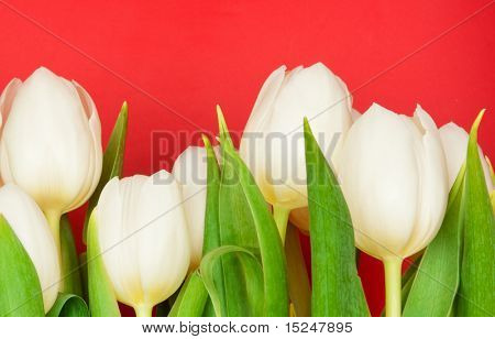 아름 다운 흰 튤립 레드