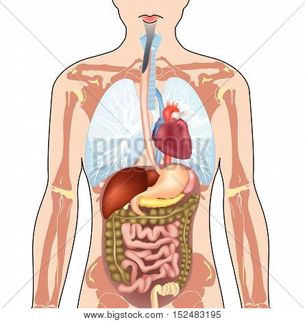 Anatomy-man-all.eps