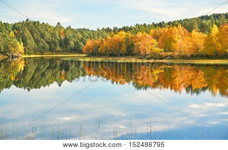 Hitra Norway - October 17 2016: Norwegian scene with colors autumn forest. Windy day. Around the tree and rocks covered with mosses and lichens. Region of Mid Norway -Trondelag.