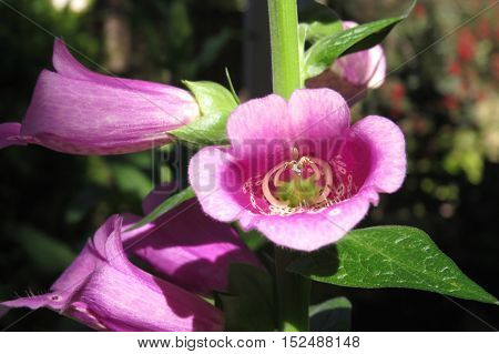 Close up of a fox glove foxglove flower in garden