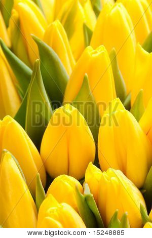 krásné žluté tulipány, velké kytice