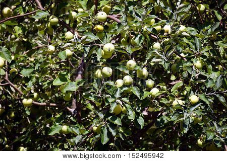 Apples ripen in an apple tree (Malus pumila) in Harbor Springs, Michigan during August.