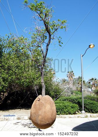 The tree above ground in old city Jaffa Israel March 14 2011