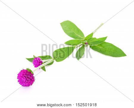 globe amaranth beauty flower isolated on white