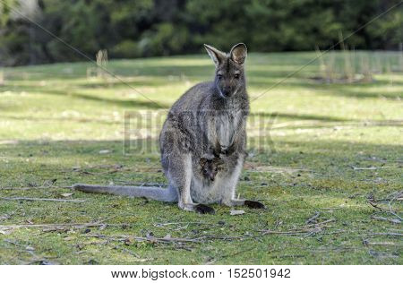 Kangaroo Mother, Common wallaroo (Macropus robustus), with a Baby Joey in the Pouch