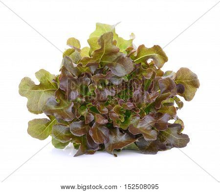 red oak lettuce isolated on white background