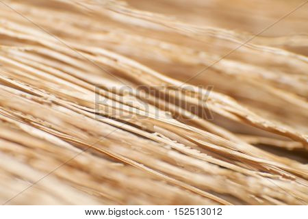 Close up Old Dry Grass Flowers Pattern
