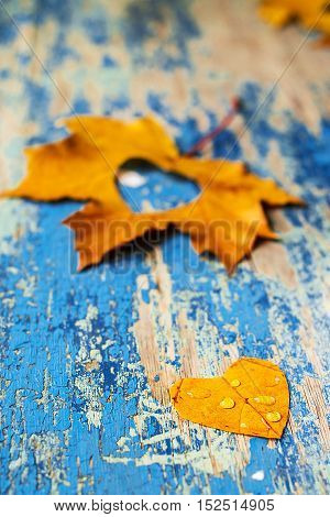 Frame from vivid colorful autumn leaves on the grunge wooden cyan desk vintage seasonal background