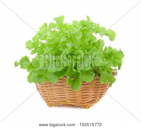 green oak lettuce in wood basket isolated on white