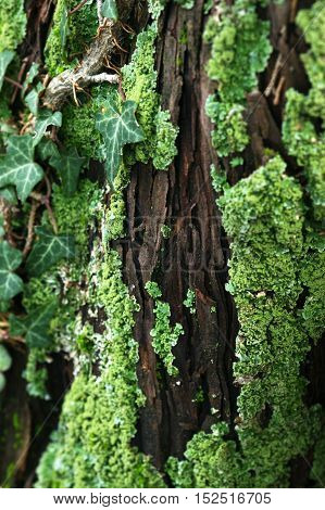 Detail of bark covered with moss and ivy