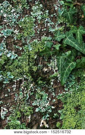 Ivy and moss of different colors on a tree bark