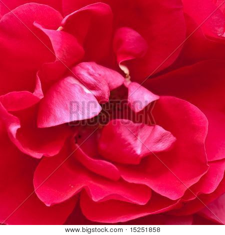 สวยงามสีแดงกุหลาบแม กลางแจ้ง