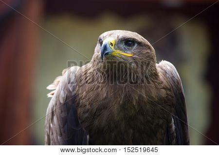 Steppe Eagle Aquila nipalensis detail of eagles head eagle head JPG background.
