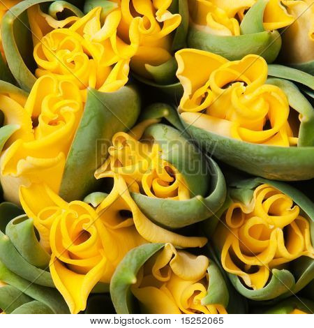krásné žluté tulipány dvojí, pozadí