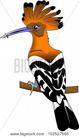 Hoopoe (Upupa epops). Hand drawn vector illustration on white background