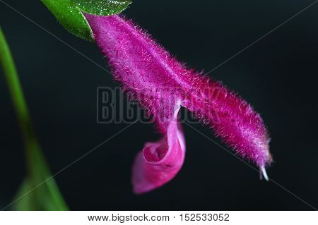 A flower of Buchanans sage (Salvia buchananii)