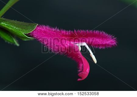 A flower of Buchanans sage (Salvia buchananii)