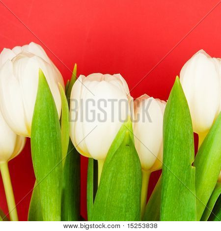 아름 다운 흰 튤립 레드