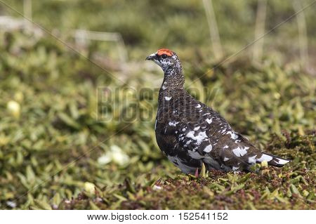 male Rock Ptarmigan in the summer tundra sunny morning