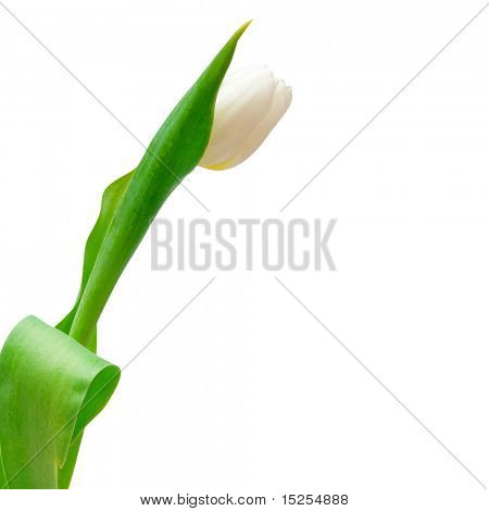 유리에서 한 화이트 튤립
