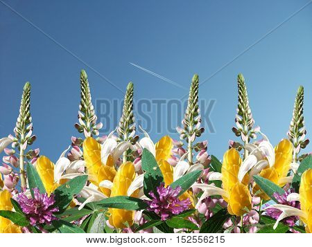 Beautiful floral background with pink lupine and pachystachys