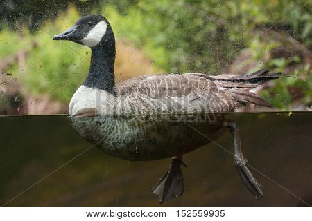 Canada goose (Branta canadensis). Wildlife animal. 