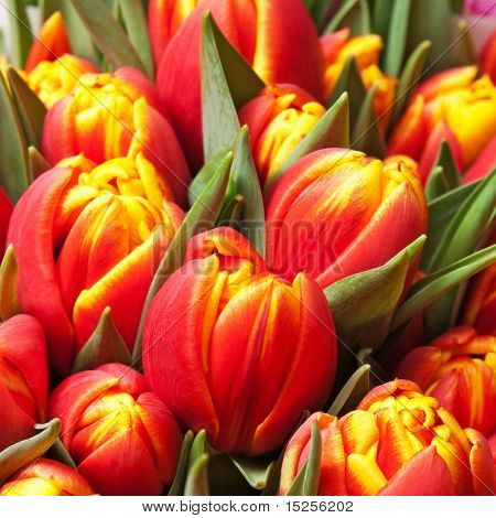krásné červené tulipány, velké kytice