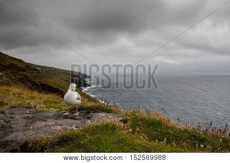 Seagull Sitting On Dingle Penisula