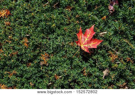 red maple leaf on a green yew hedge. autumn background. beautiful yew hedge. empty space for your text