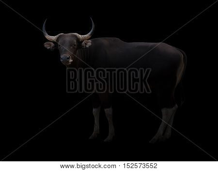 Banteng In The Dark